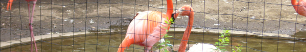 バロクック、とても気になります。