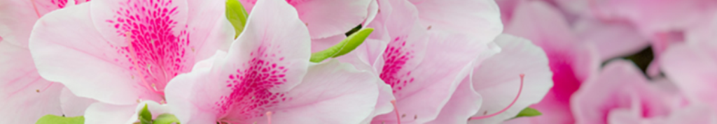 たまごっちーんが気になりませんか？