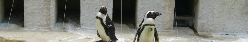 クロックス 医療用に興味ありますか？