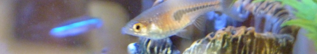 ケノンに関してのニュース