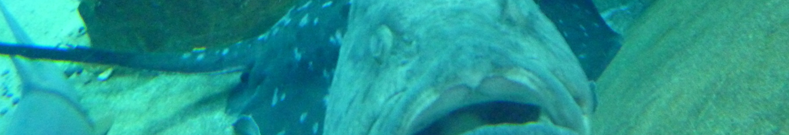 ランドセルに話題が集まってます