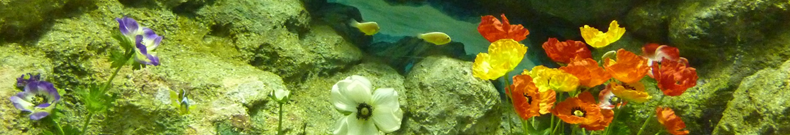 よなよなエールのニュース提供します！