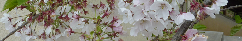 アップル ノートパソコンがヤバイみたいですね。